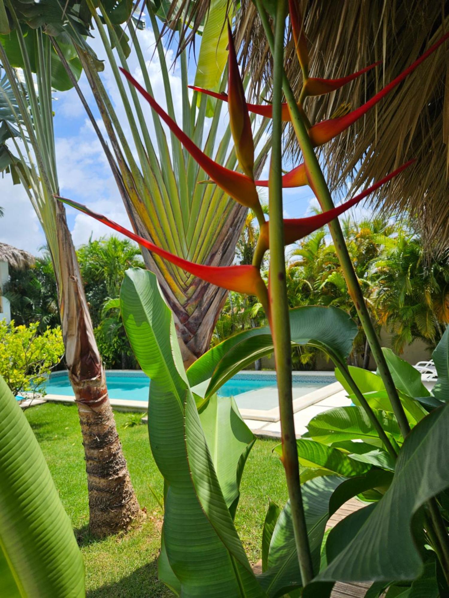 Casa Shambala B&B Las Terrenas Dış mekan fotoğraf