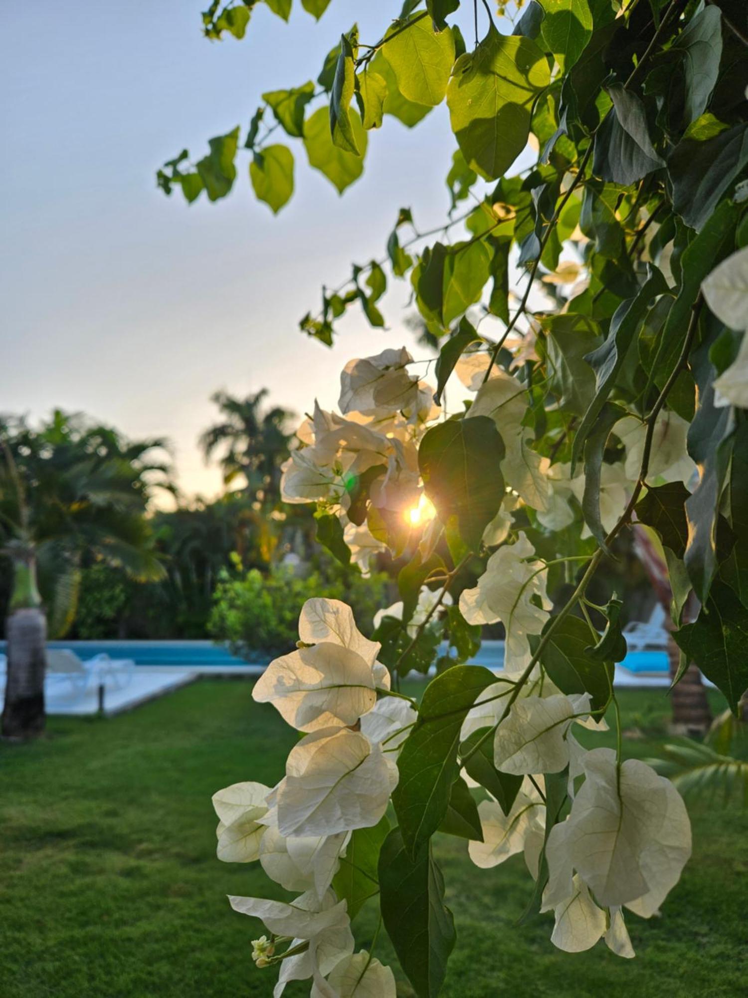 Casa Shambala B&B Las Terrenas Dış mekan fotoğraf